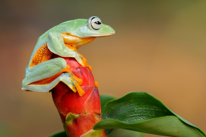 An Australian green tree frog sat on a plant bud.