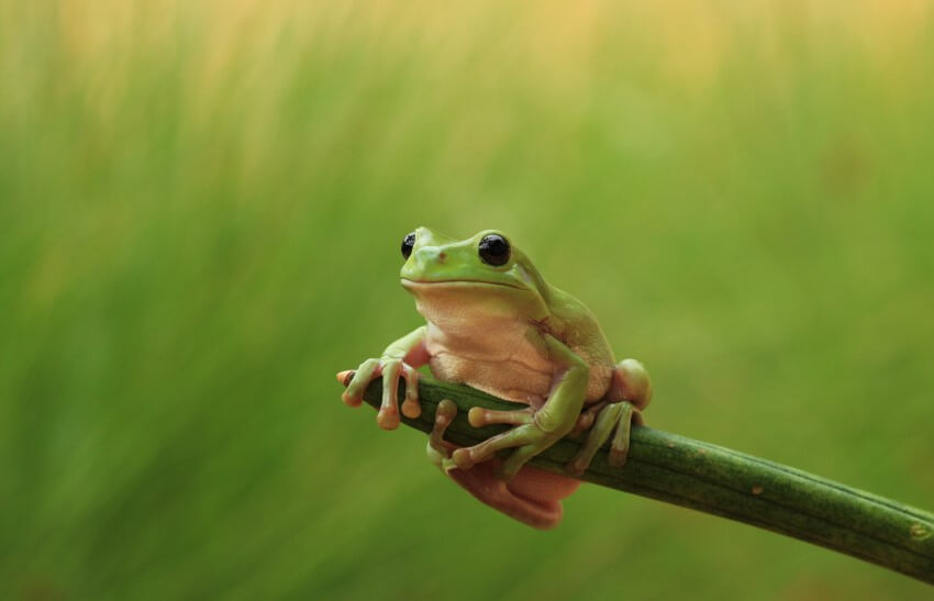 An Australian green tree frog sat on the end of a leaf.