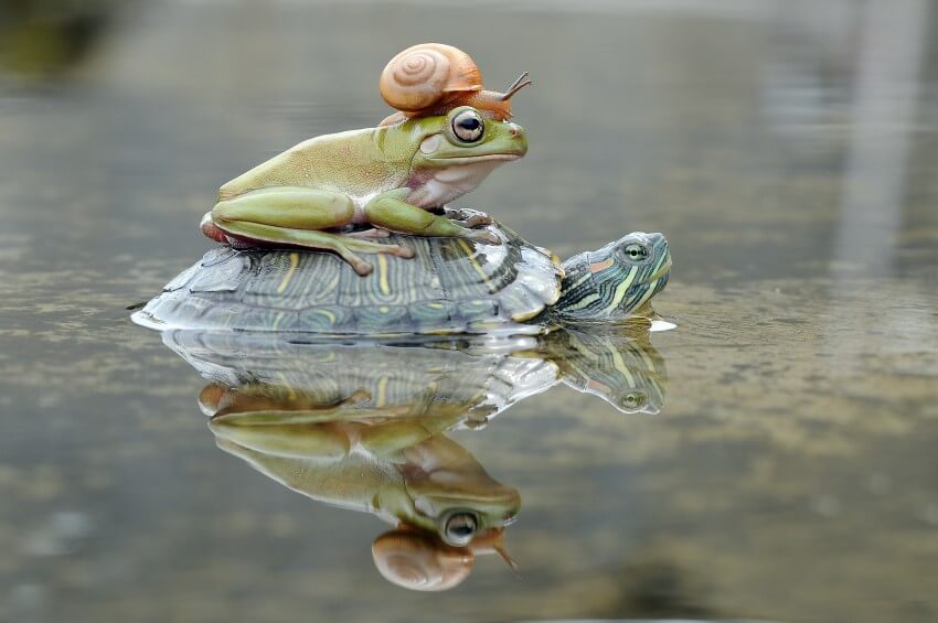 A snail on top of an Australian tree frog’s head, which is on top of the shell of a terrapin that is partially submerged in water.